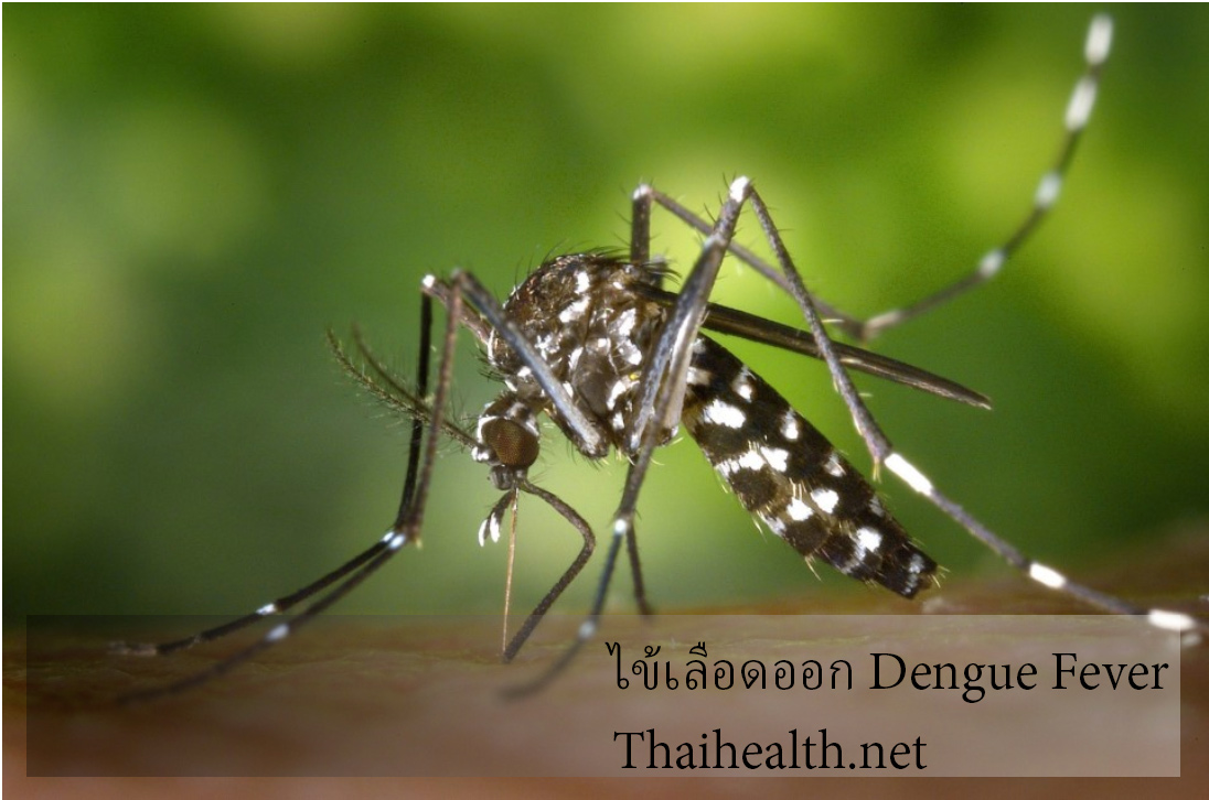 dengue ae