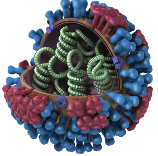 fluvirus1