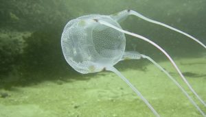 sea-wasp-box-jellyfish